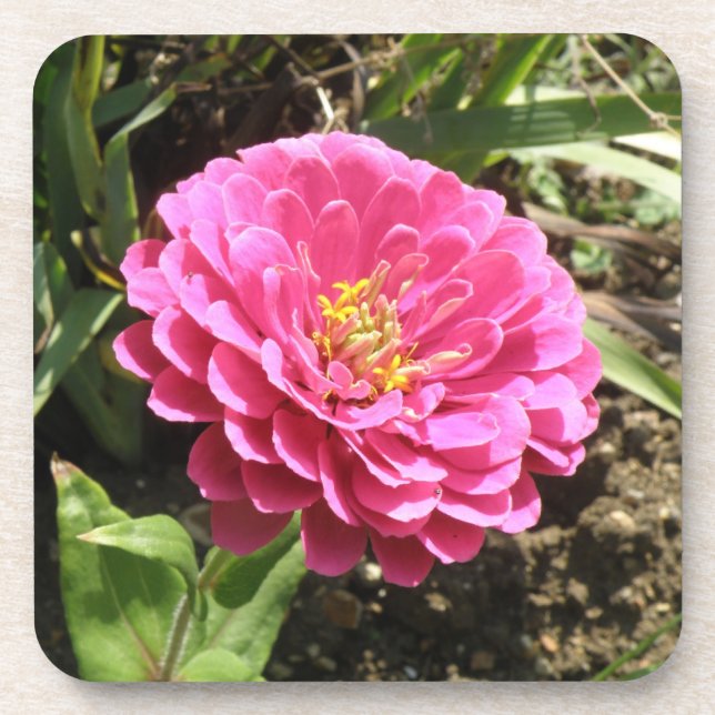 Porta copos Rosa Zinnia Cork (Frente)