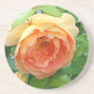 Porta-copos Rosas laranja românticas elegantes