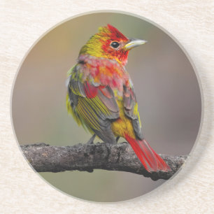 Porta-copos Scarlet Tanager Molting - Fotografia original