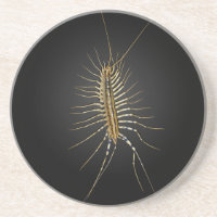 Scutigera Coleoptrata do centípede de casa