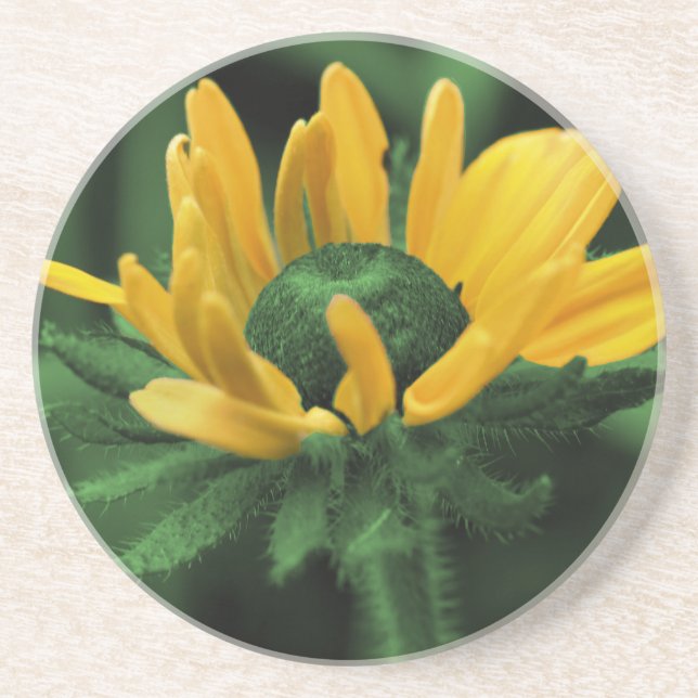 Porta copos Susan Floral Green Black Eyed Susan (Frente)