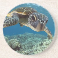 Tartaruga de mar verde havaiana