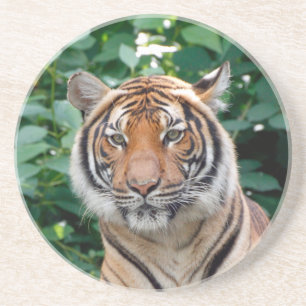 Porta-copos Tigre 001