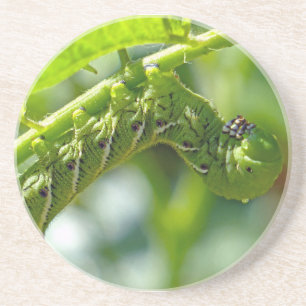 Porta-copos Tomate Hornworm
