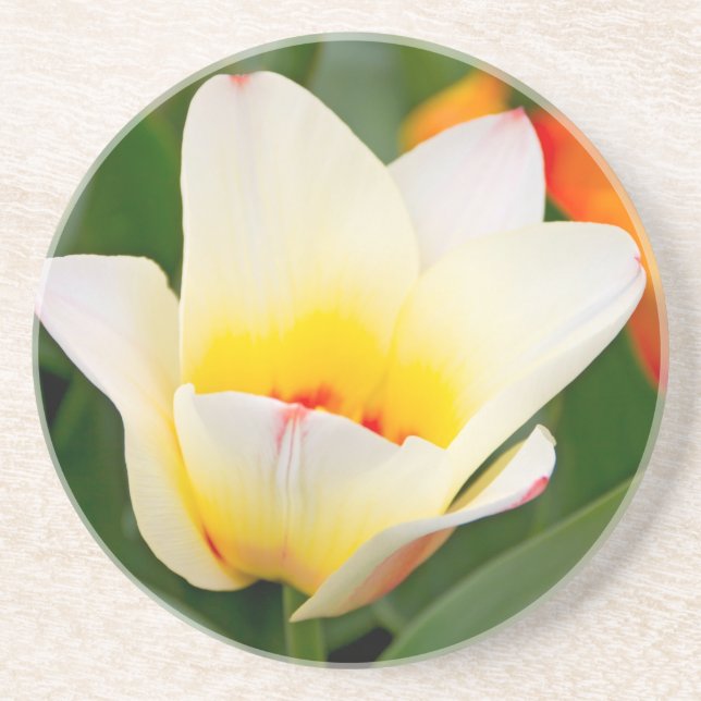 Porta-copos Tulipa (Frente)