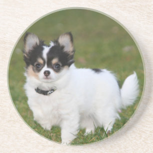 Porta-copos Um cão Chihuahua parado em um gramado verde