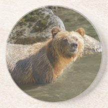 Urso Grizzly Selvagem No Rio Orford
