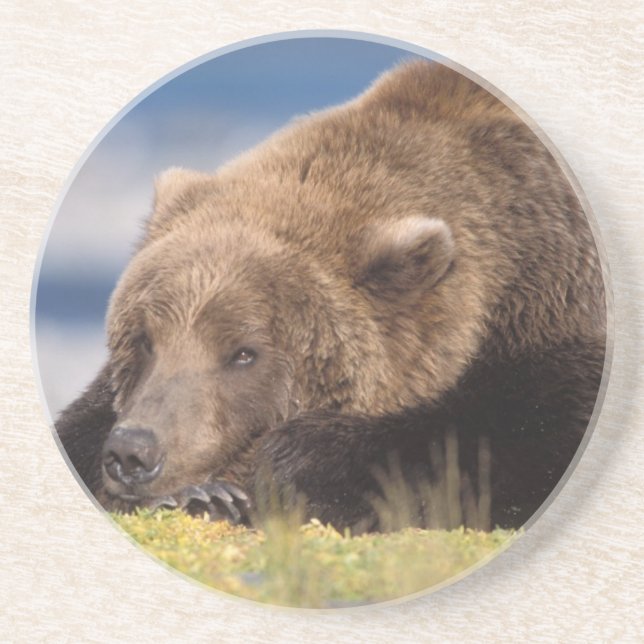 Porta-copos urso pardo, Ursus arctos, urso cinzento, Ursus 8 (Frente)