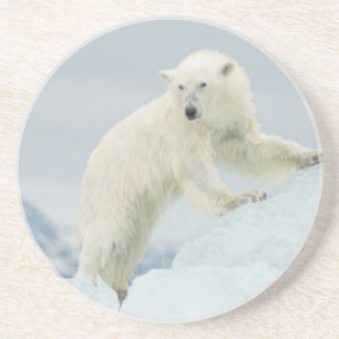Porta-copos Urso polar no verão