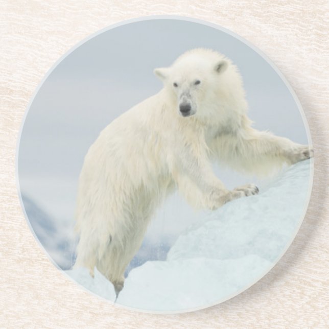 Porta-copos Urso polar no verão (Frente)