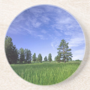 Porta-copos UTAH. EUA. Ponderosa pines Pinus ponderosa)