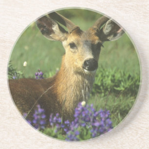 Porta-copos Veado-de-cauda-preta, Odocoileus hemionus