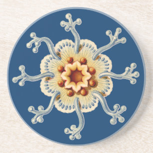 Porta-copos Vintage Haeckel