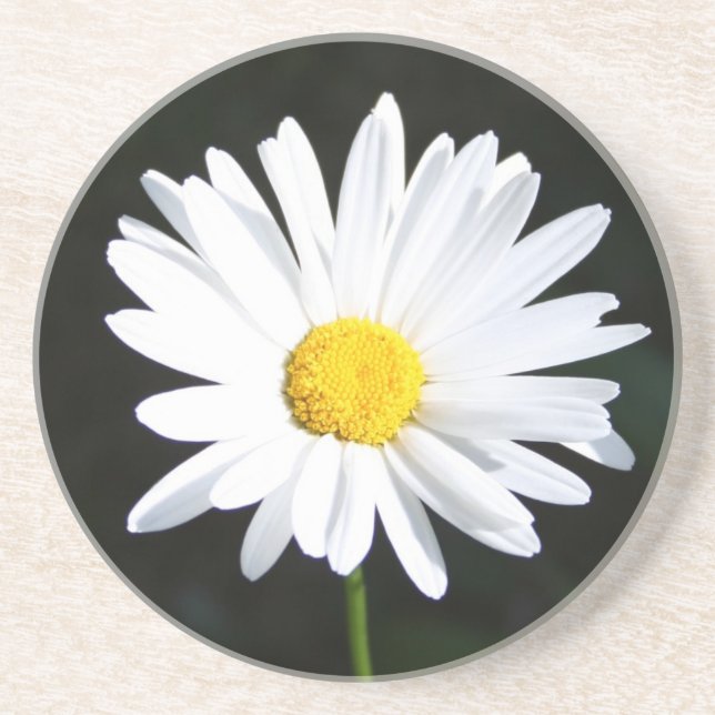Porta copos White Daisy Sandstone (Frente)