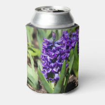 Blue Geocinth em primavera