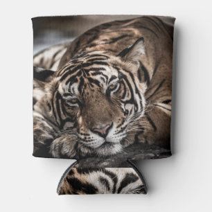 Porta-lata Tigre Ranthambore: arte fina de close-up.