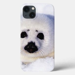 Portrait of a Harp Seal Pup