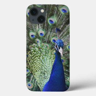 Portrait Of Peacock With Feathers Out