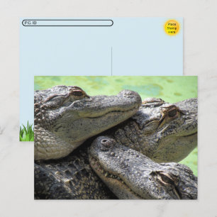 Pós-travessia - Cartão postal do Partido Alligador