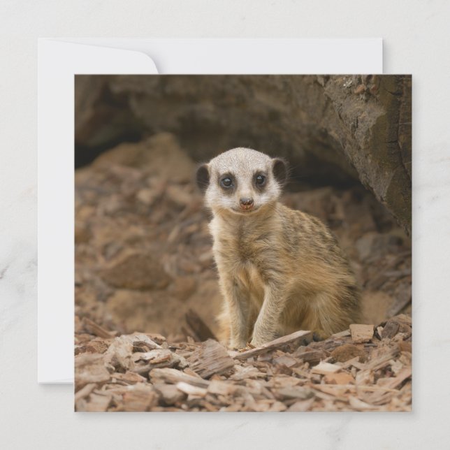 Pose Precioso de Baby Meerkat (Frente)