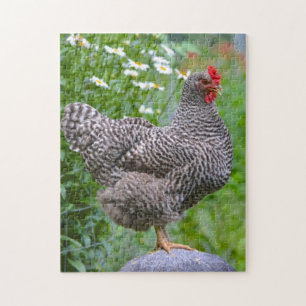 Posicionando Quebra-cabeça de frango