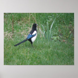 Posing Magpie Impressão