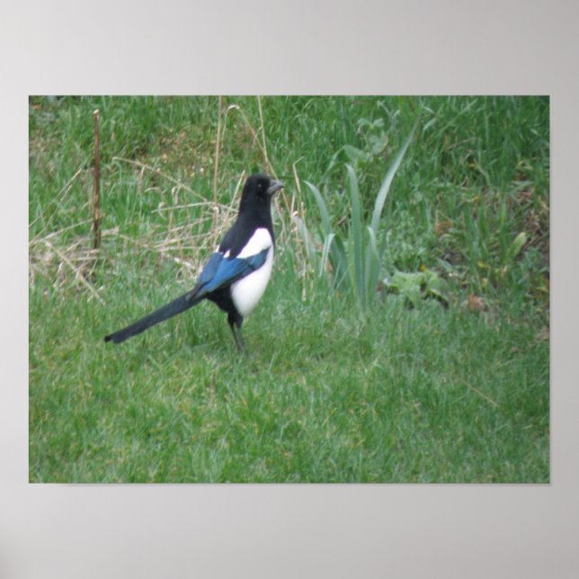 Posing Magpie Impressão (Frente)