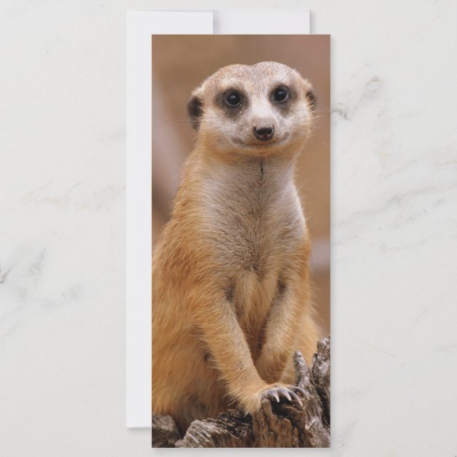 Posing Meerkat (Frente)