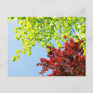 Postal A árvore brilhante colore o cartão