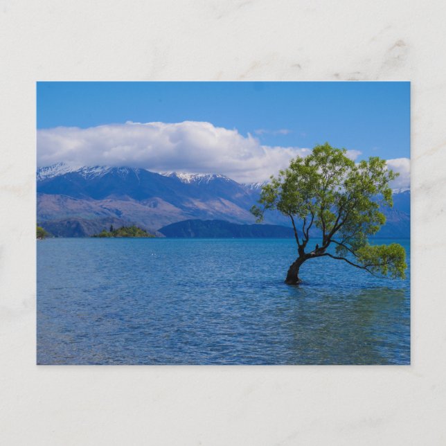 Postal A árvore de Wanaka, lago Wanaka, NZ - cartão (Frente)