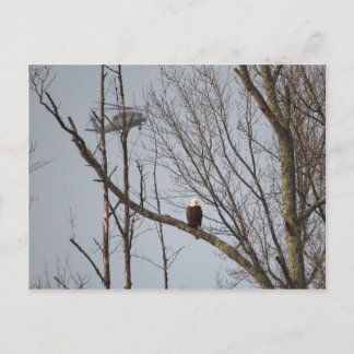 Postal Águia americana e cartão de Blackhawk