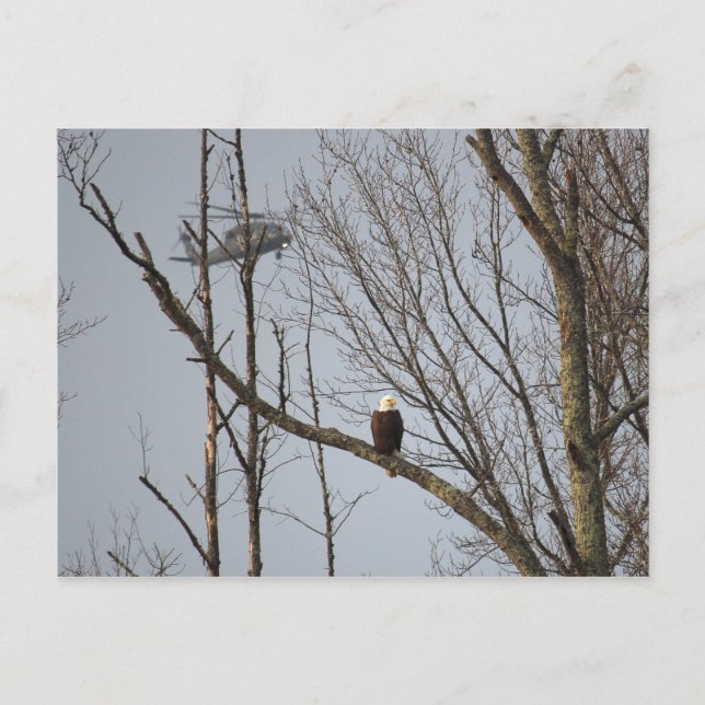 Postal Águia americana e cartão de Blackhawk (Frente)