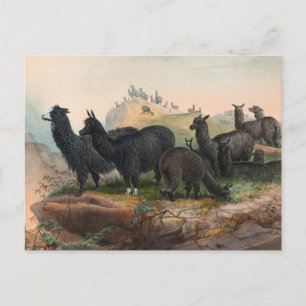 Postal Alpacas Antigas Ilustração do Livro de 1861 Cartão