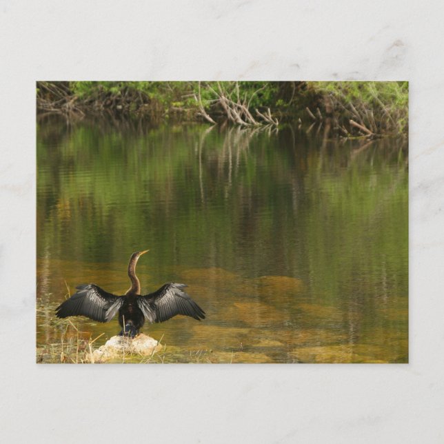 Postal Anhinga nos Everglades - Cartão de visita (Frente)