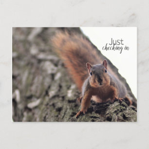 Postal Apenas Fazendo Check-In Do Cartão