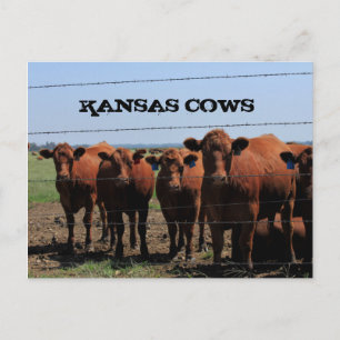 Postal As vacas do Kansas num cartão de Posto de pastage