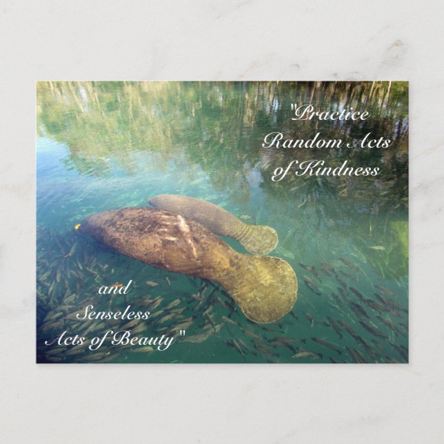 Postal Atos Aleatórios de Bondade Cartão Postal- Manatee (Frente)