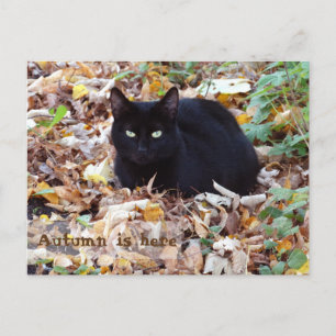 Postal Autumn está aqui Cartão de Gato Preto