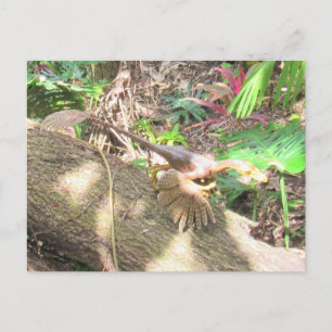 Postal Bambiraptor - Dinossauro - Cartão de Aprendizagem