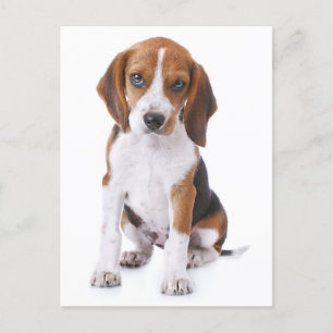 Postal Beagle Puppy Dog Cartão Postado