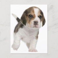Beagle Puppy Dog Cartão Postado