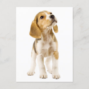 Postal Beagle Puppy Dog Cartão Postado