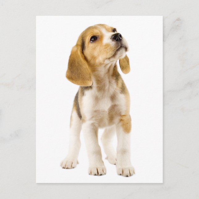 Postal Beagle Puppy Dog Cartão Postado (Frente)
