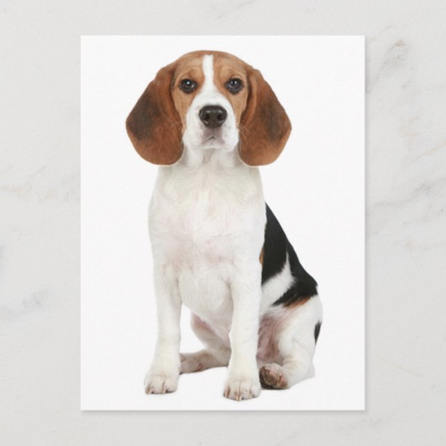 Postal Beagle Puppy Dog Cartão Postado (Frente)