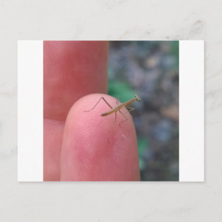 Postal Bebê rezando Mantis Cartão Postado
