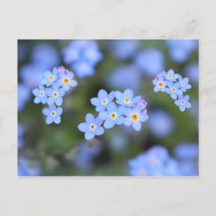 Postal Bela Esqueça as flores e não as flores Cartão post