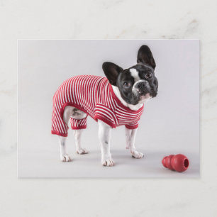 Postal Belo Cartão de Posto do Bulldog Francês