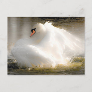 Postal Belo Cartão de Posto Swan