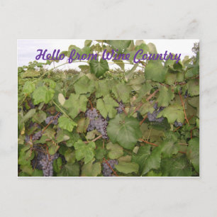 Postal Belo cartão Poste de Uvas