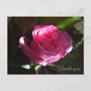 Postal Belo cartão rosa rosa